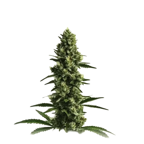 Auto Kosher Kush