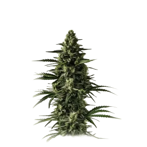 Auto Lemon Tree