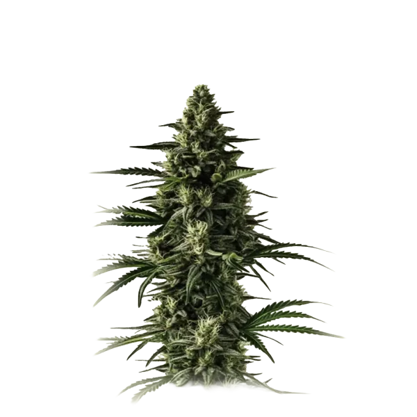 Auto Lemon Tree