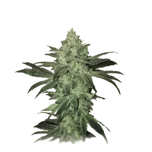 Auto Magnum