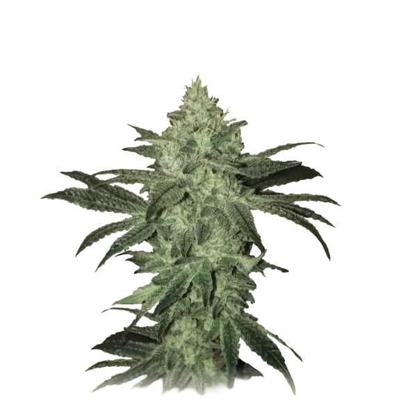 Auto Magnum