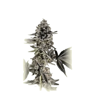Auto Mandarine