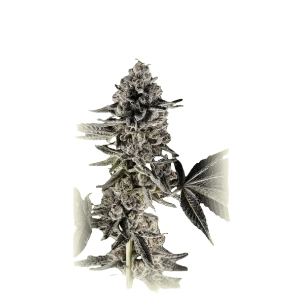 Auto Mandarine