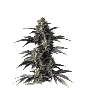 Auto Mimosa