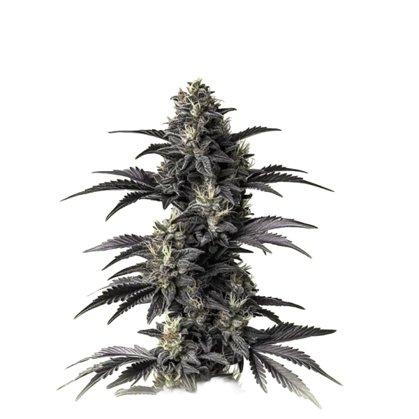 Auto Mimosa