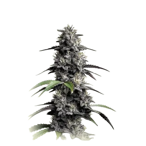 Auto Mimosa Punch