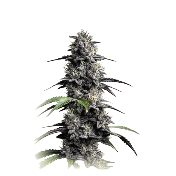 Auto Mimosa Punch