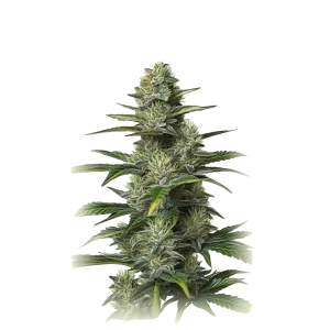 Auto Moby Dick