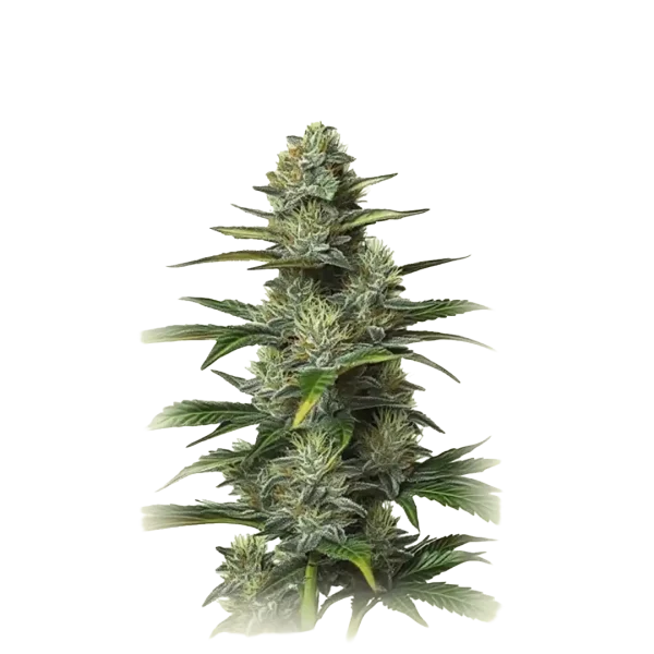 Auto Moby Dick