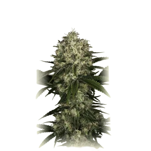 Auto NL