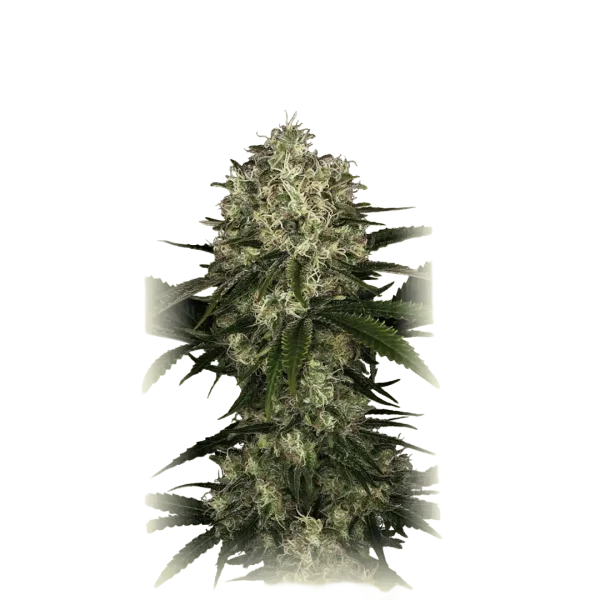 Auto NL