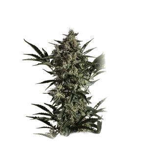 Auto NL X Bb