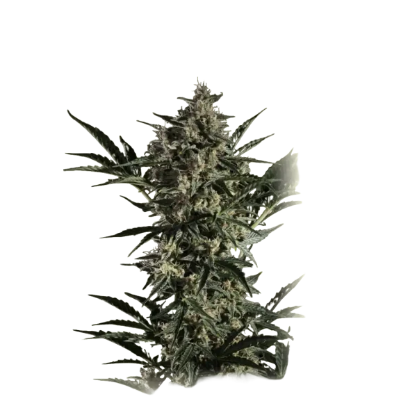 Auto NL X Bb