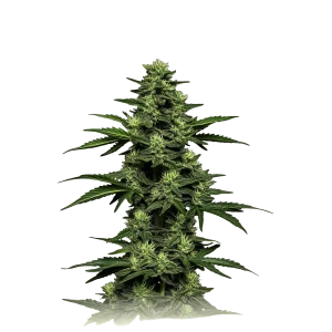 Auto OG Kush
