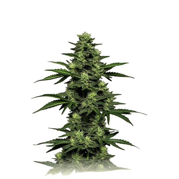 Auto OG Kush