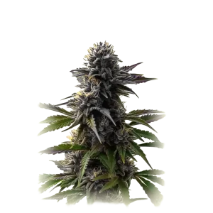 Auto Purple Punch