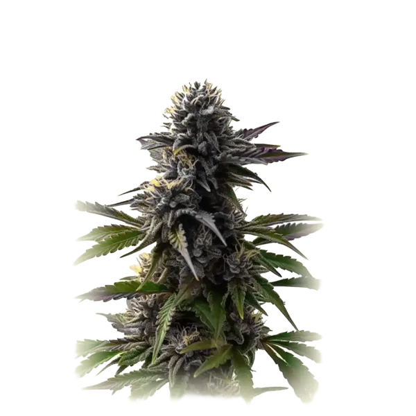 Auto Purple Punch
