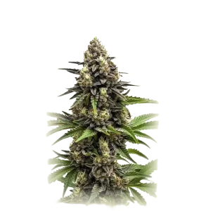 Auto SFV