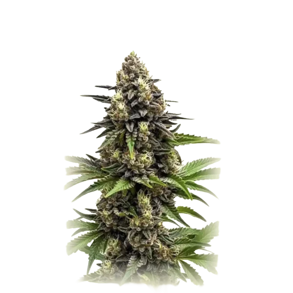 Auto SFV