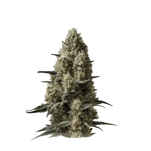 Auto Sherbet
