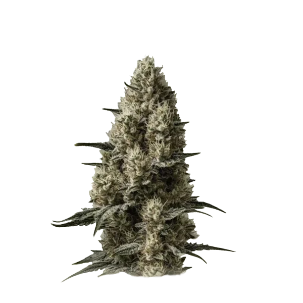 Auto Sherbet