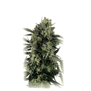 Auto Skittlez
