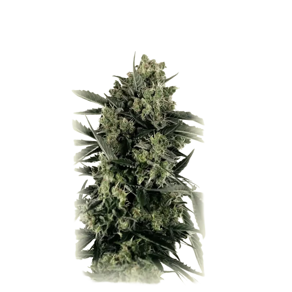 Auto Skittlez