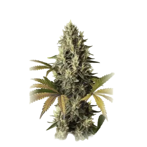 Auto Skunk XXL