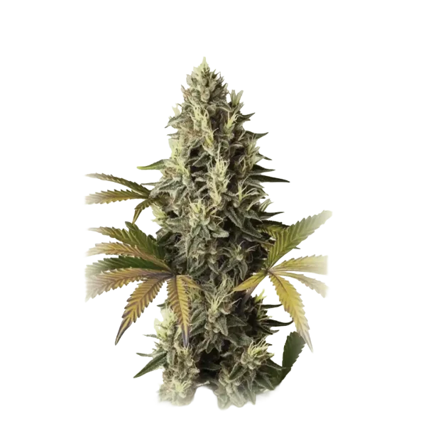 Auto Skunk XXL