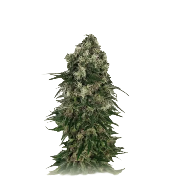 Auto Somango