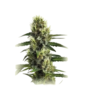 Auto Strawberry