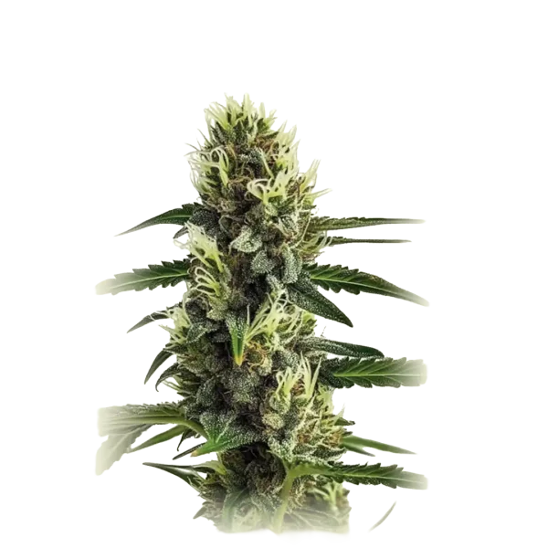Auto Strawberry