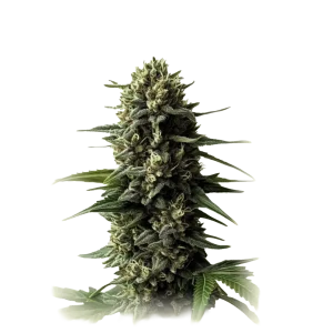 Auto Super Skunk