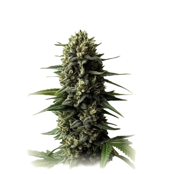 Auto Super Skunk