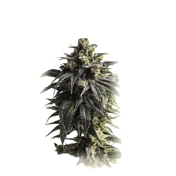 Auto Velvet Moon