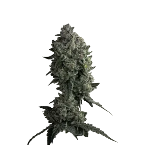 Auto Watermelon