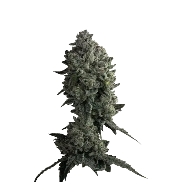 Auto Watermelon