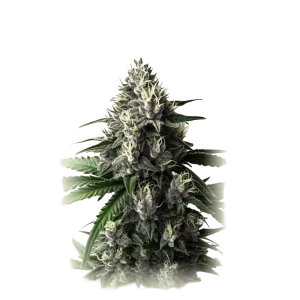 Auto Wedding Cake
