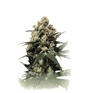 Banana Brownie Auto