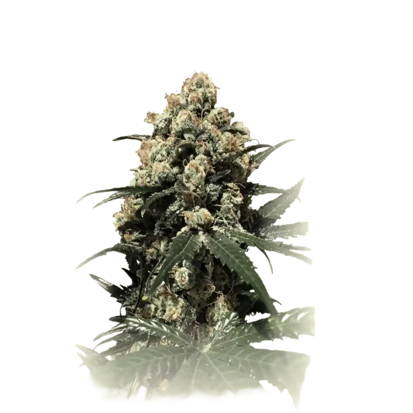 Banana Brownie Auto