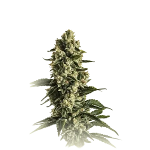 Banana Kush