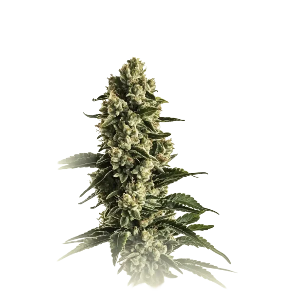 Banana Kush