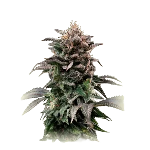 Banana OG
