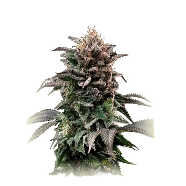 Banana OG