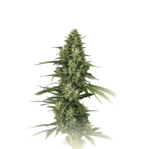 Big Bud