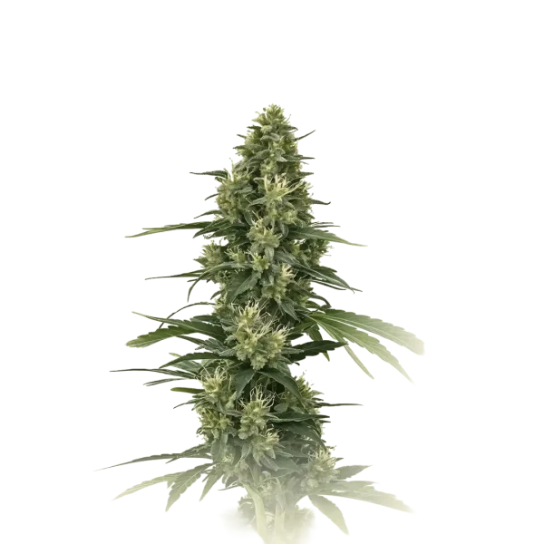 Big Bud