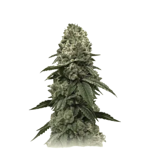 Biker Kush