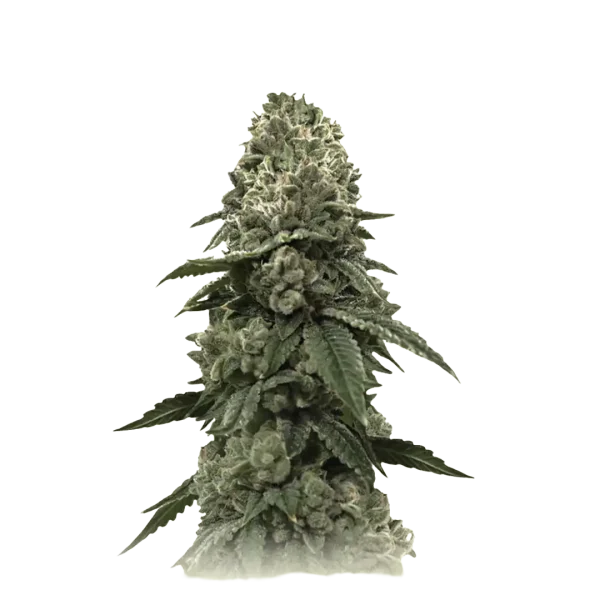 Biker Kush