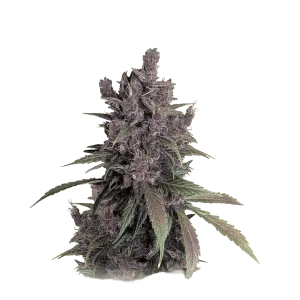 Black Cherry Punch