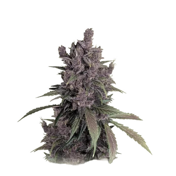 Black Cherry Punch
